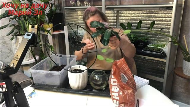 СТЕФАНОТИС перевалка