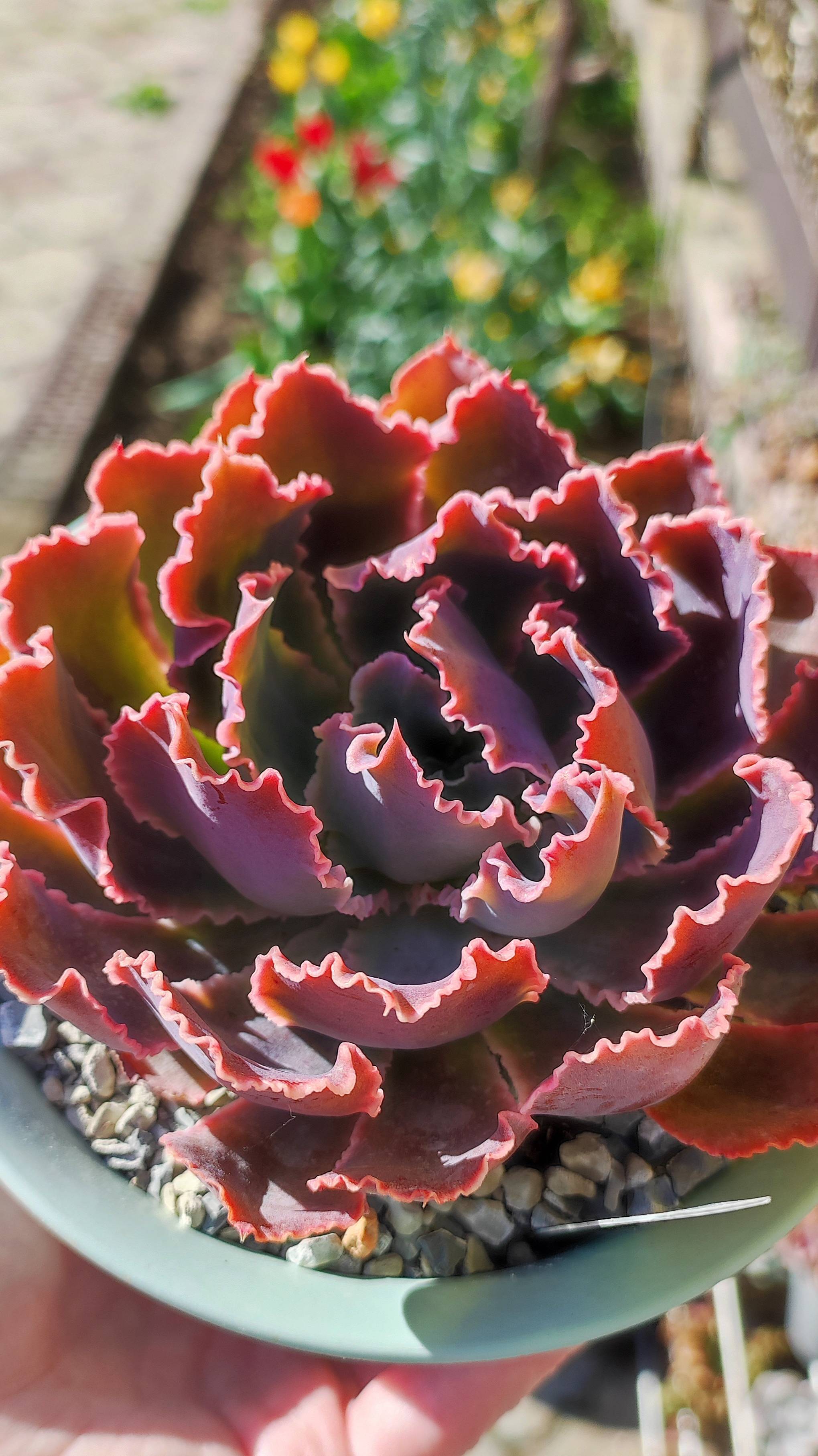 Эхеверия Неон Брекерс, изменения за год