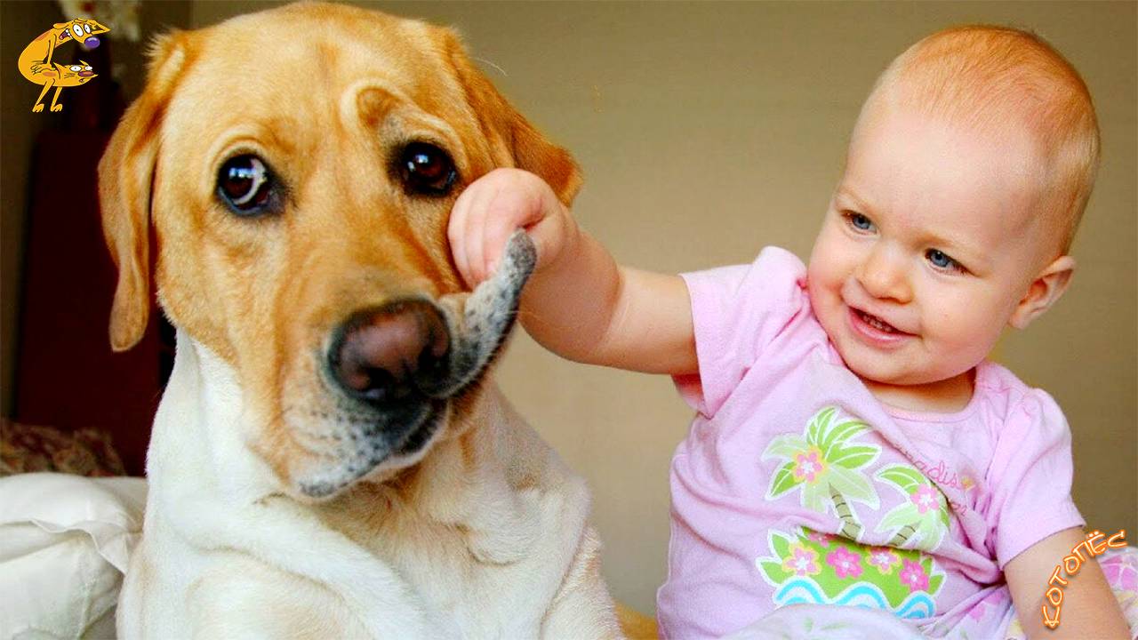 Смешные Коты и Собаки Лучшие Приколы с Животными 16