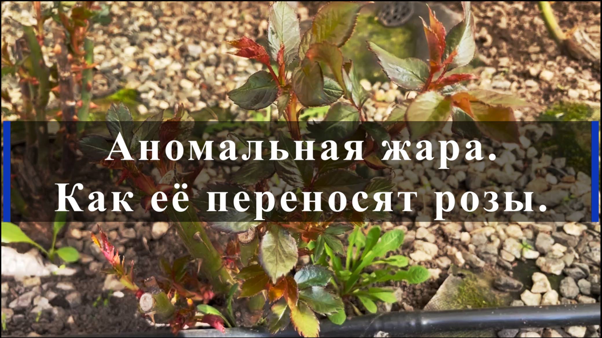 Аномальная жара. Как её переносят розы.