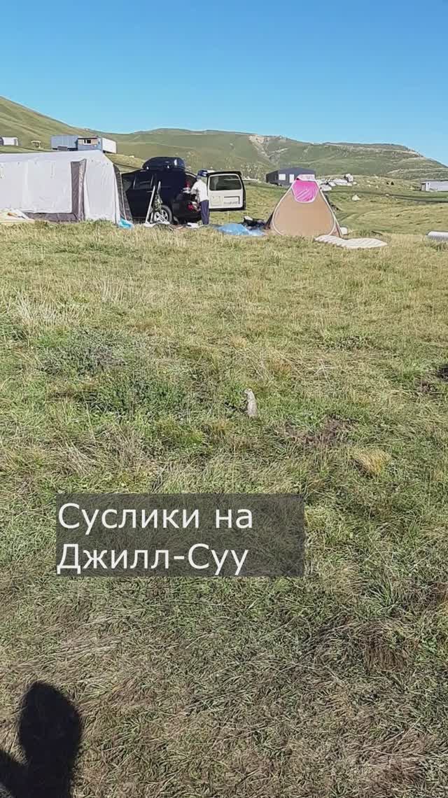Суслики в Джилл-Суу