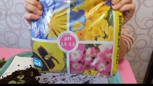 Как пересадить розу кордана (из  супермаркета)