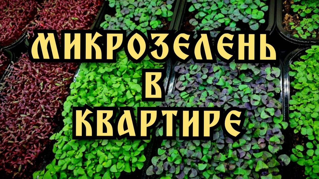 Микрозелень дома. Мое увлечение.
