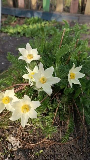 Подснежник Сибирский  #videonizuvi #цветы #настроение #весна #дача