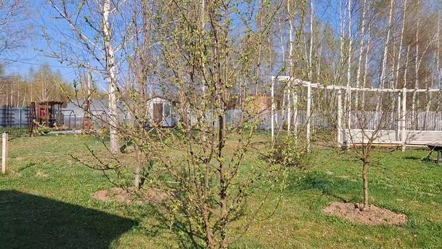 #38 Пора домой. Пробежалась с осмотром по зеленым листочкам. Яблони