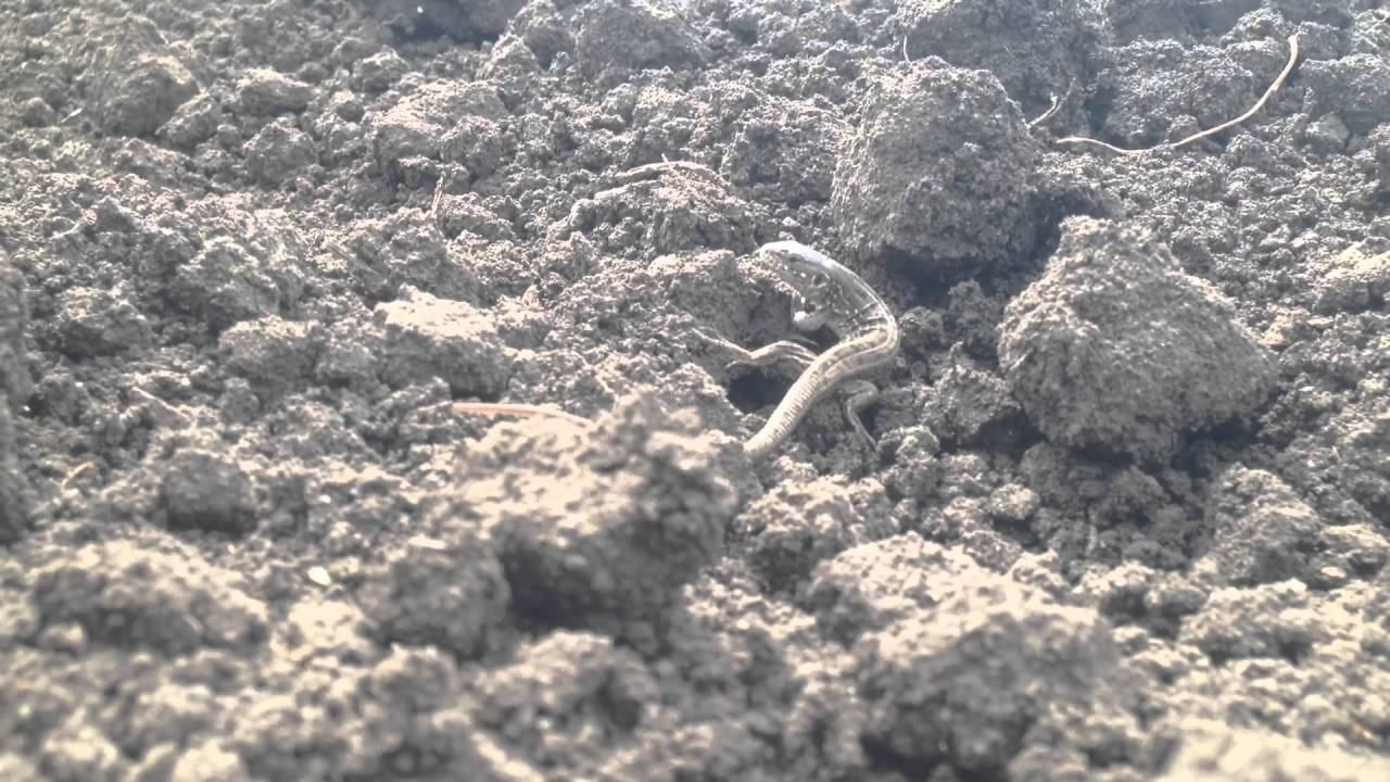 Земноводные потихоньку пробуждаются...)))