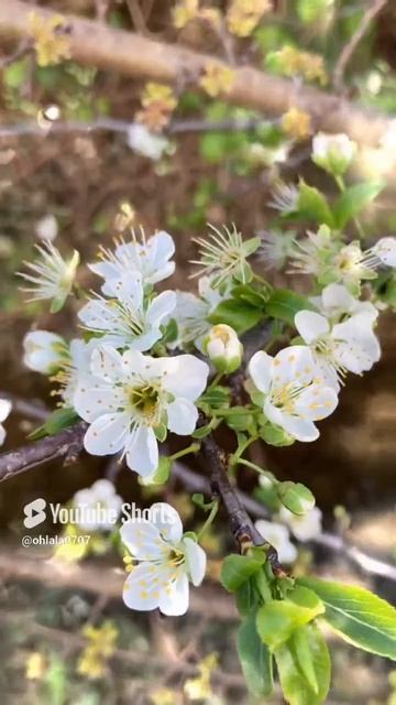 Цветение сливы