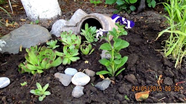 Почвопокровные многолетние цветы. Многолетники фото названия.