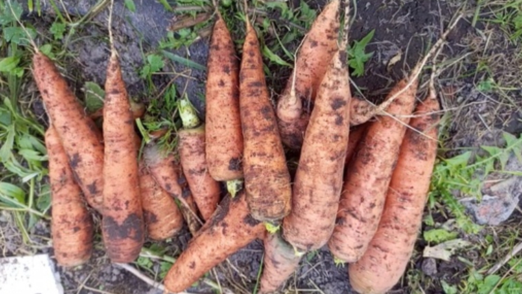 Выкапываю морковь 31 августа 2024. Сорт Лосиноостровская