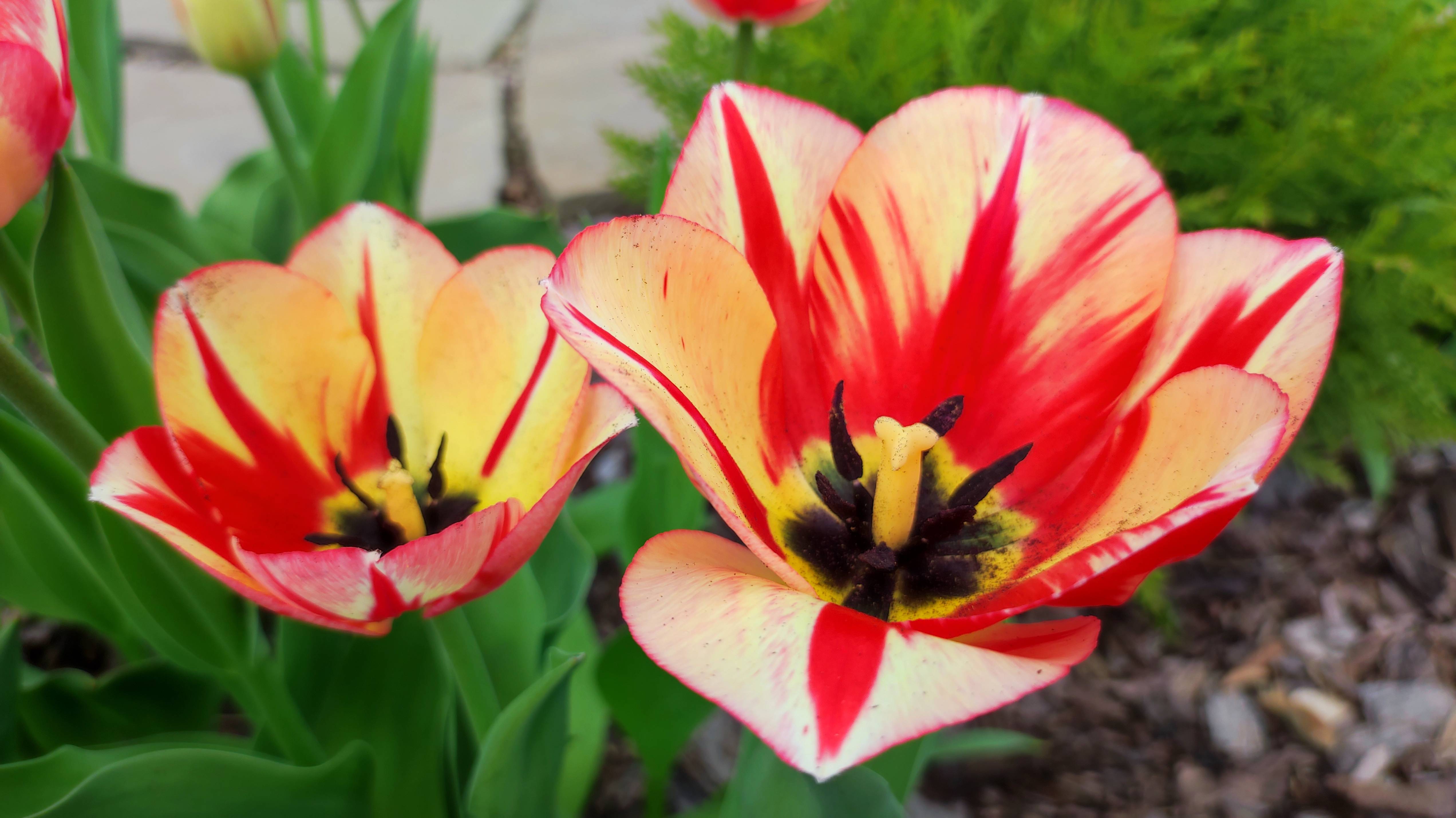 Наш сад 20.04. Зацветают магнолии, цветут ранние тюльпаны.