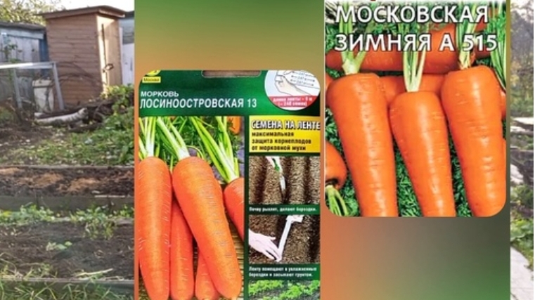 Подзимый посев моркови. Осень 2024г