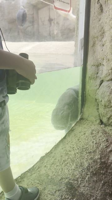 Про бегемота