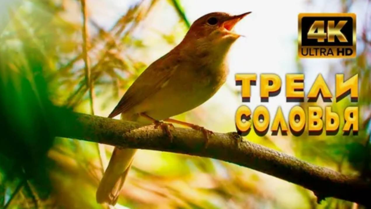 Красивое пение соловья. Расслабление от природы #relax