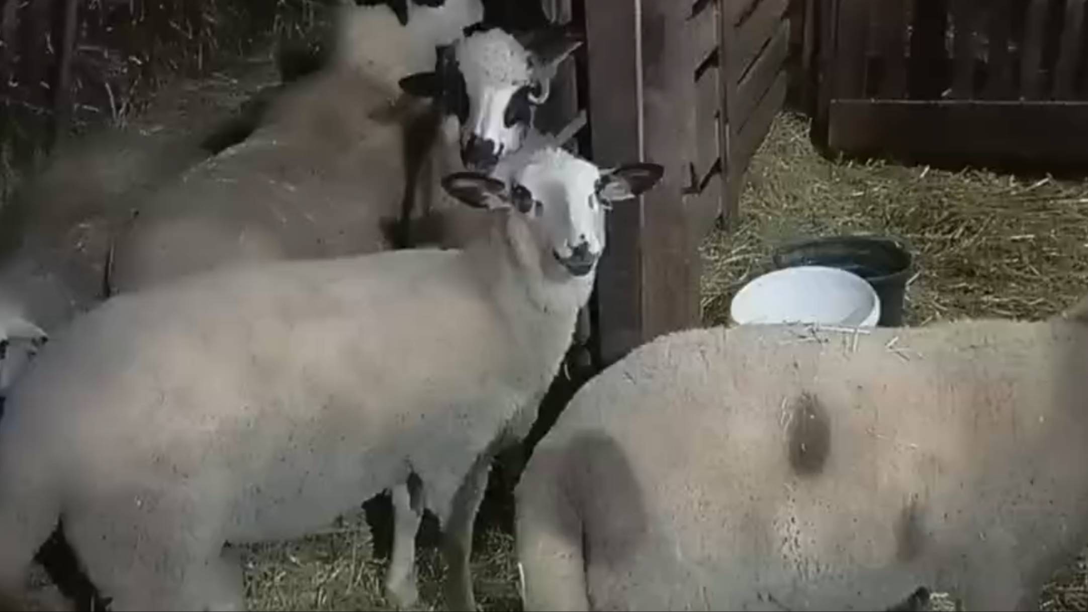 Овцы из сербского монастыря Врачевшница