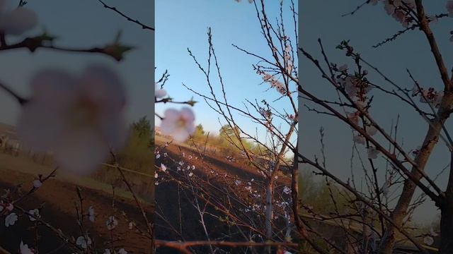 Краски весны.