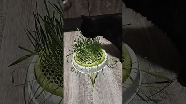 Наш кот коровка. Витамины для вывода шерсти!