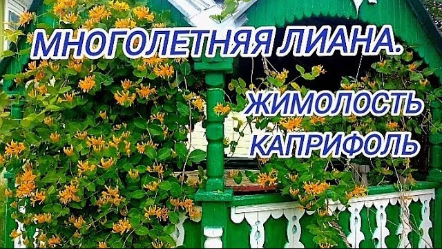 Каприфоль.для арки,беседки,шпалеры...