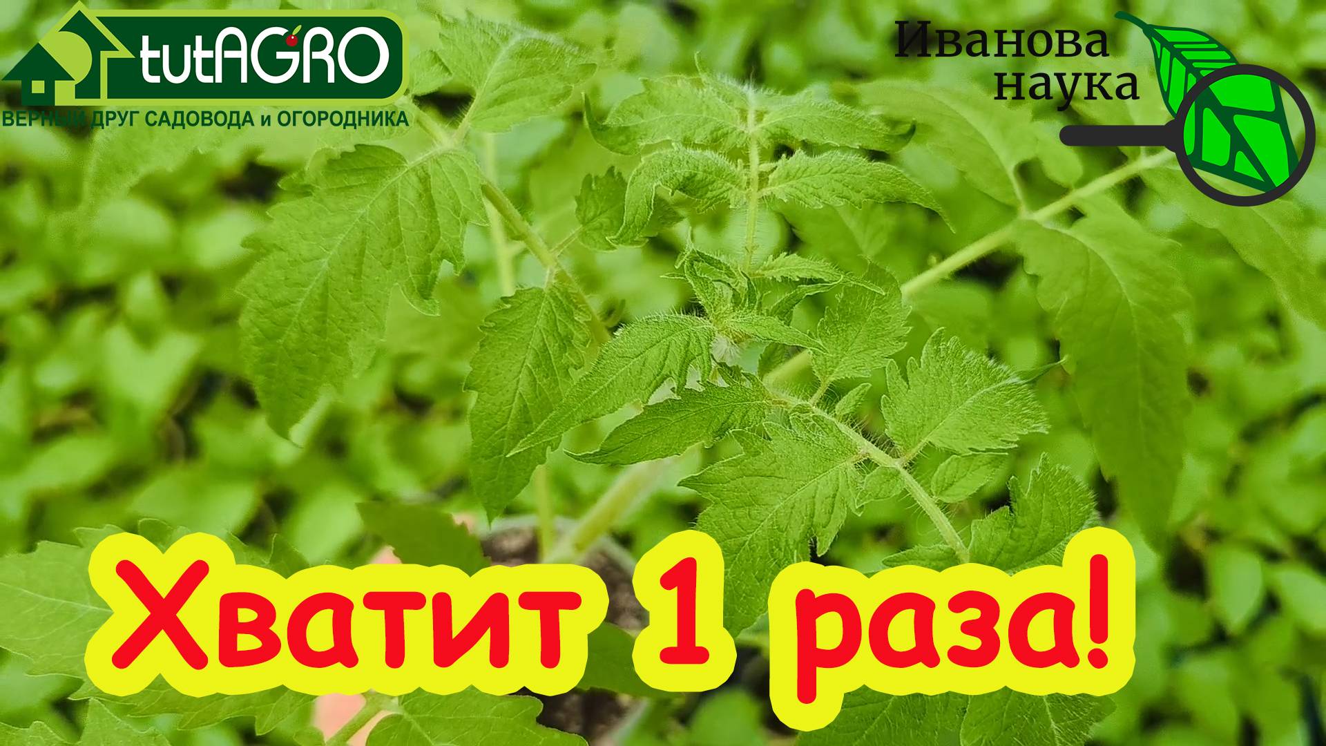 ЭТО ЕСТЬ ВО ВСЕХ КИТАЙСКИХ РУКОВОДСТВАХ ПО ТОМАТУ! Нашумевшая подкормка перед высадкой рассады.