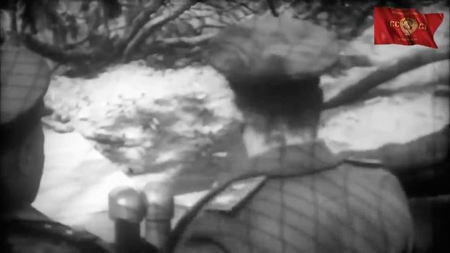 Песня _Выпьем за Родину, выпьем за Сталина_ _Волховская застольная_  — сл. Павла Николаевича Шубина.