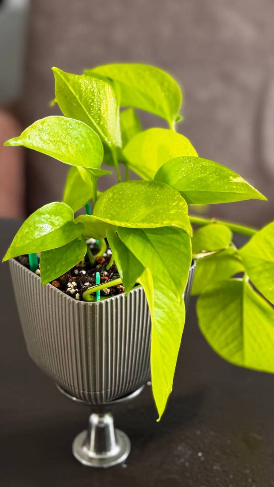 Эпипремнум неон