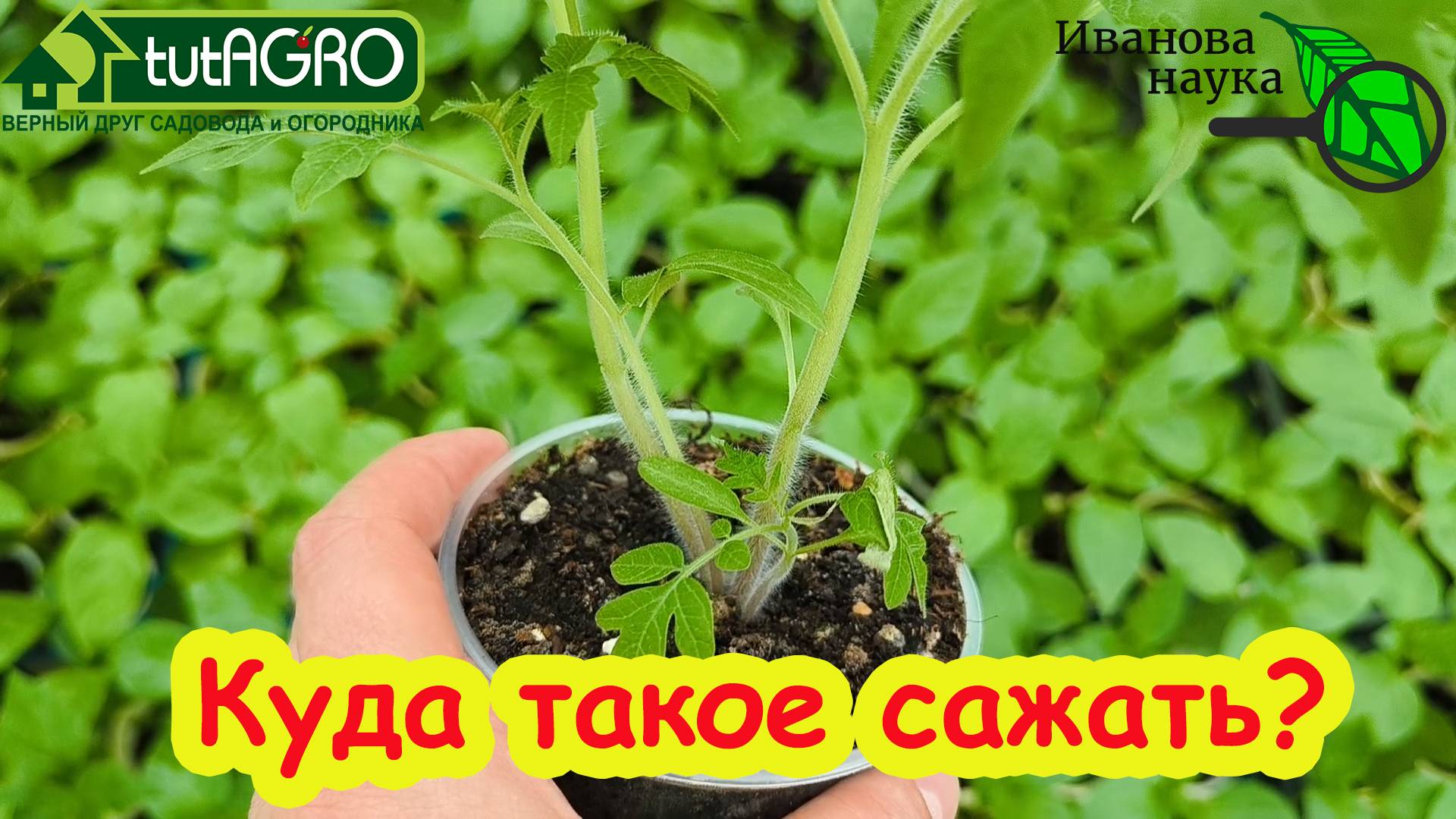 КУДА ЛУЧШЕ САЖАТЬ ТОМАТЫ ДЛЯ БОЛЬШОГО УРОЖАЯ.