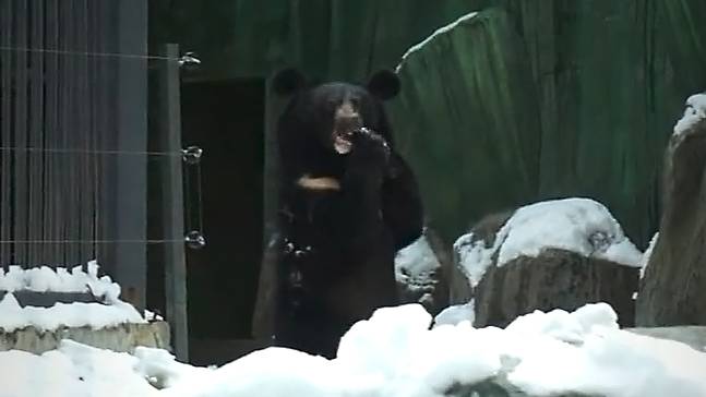 Гималайский медвежонок Фима ест снег, а Дуся забралась на дерево и пытается заглянуть за горизонт.