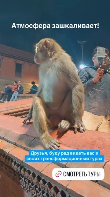 Непальский вечер в компании обезьяны) #Непал #авторскиетуры #обезьяны