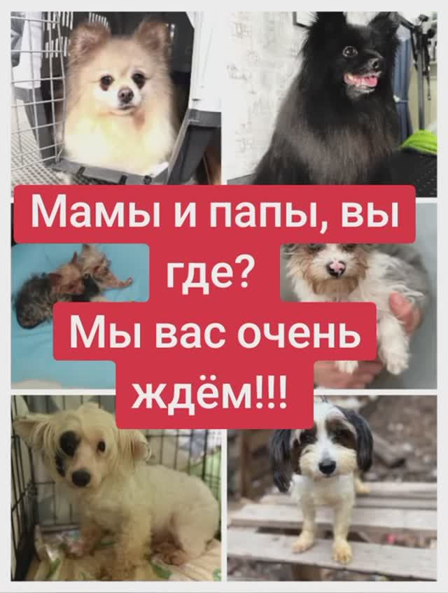 Эти милые малыши всё ещё надеются на своих родителей.
Группа в ВКонтакте Малявка Хелп Воронеж