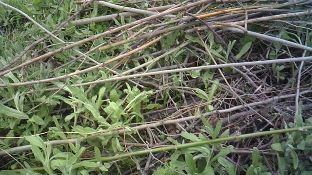 Измельчение веток и сухостоя садовым измельчителем ЗУБР ЗИЭ-44-2800