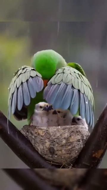 Мама, просто Мама