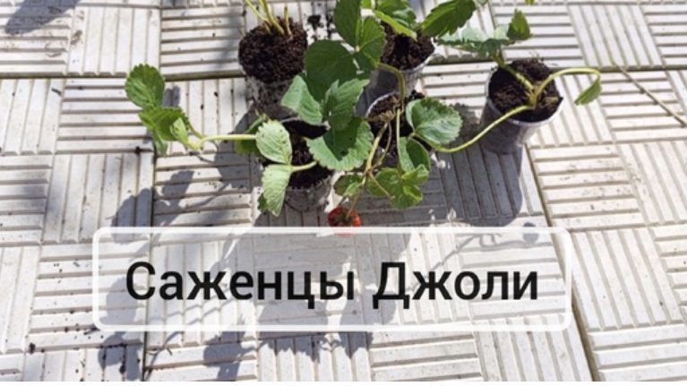 Клубника Джоли. Высаживаю саженцы. Среднеранний сорт