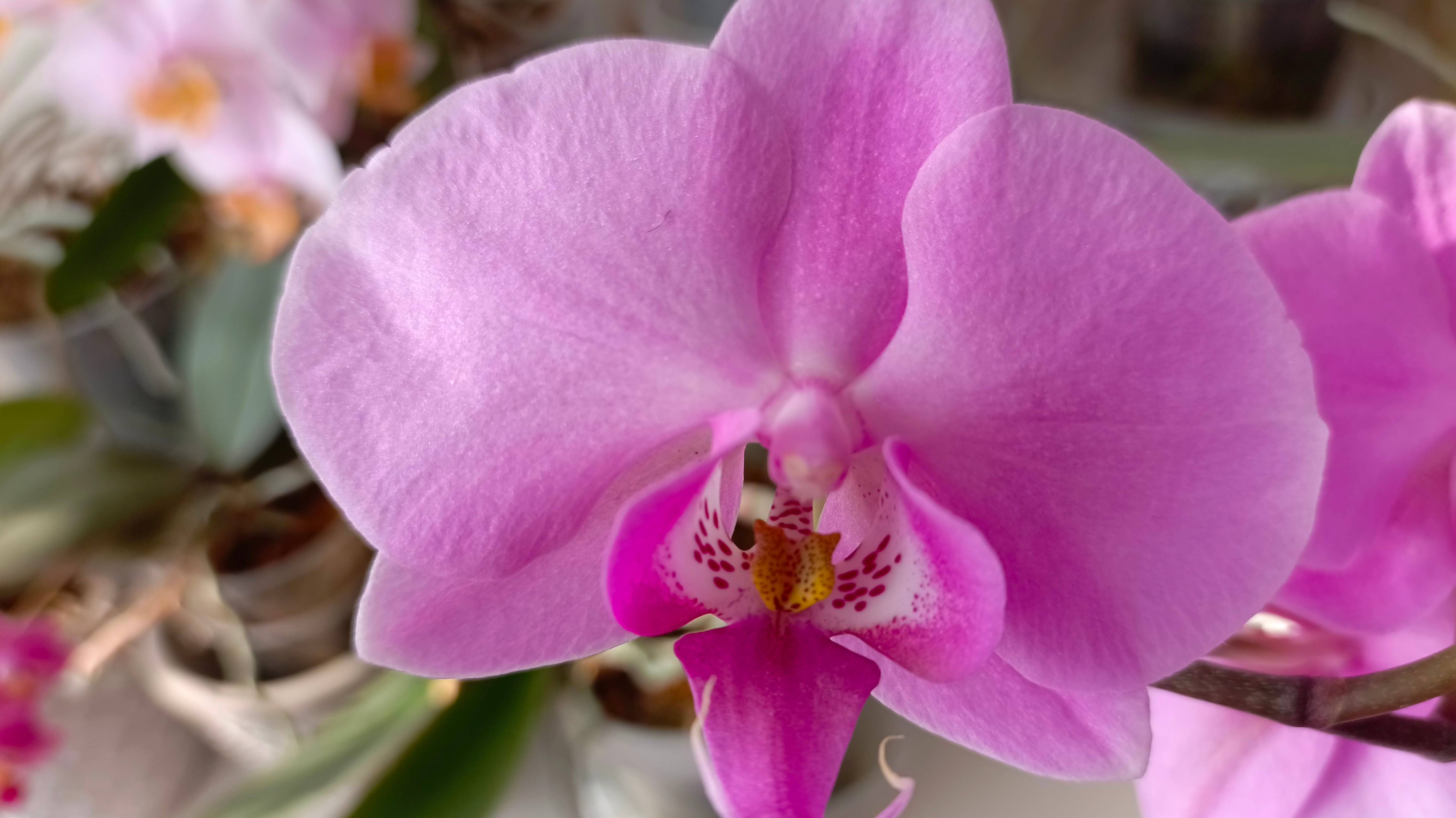 Как посадить пенёк орхидеи в грунт, в надежде получить детку, после омоложения самой орхидеи