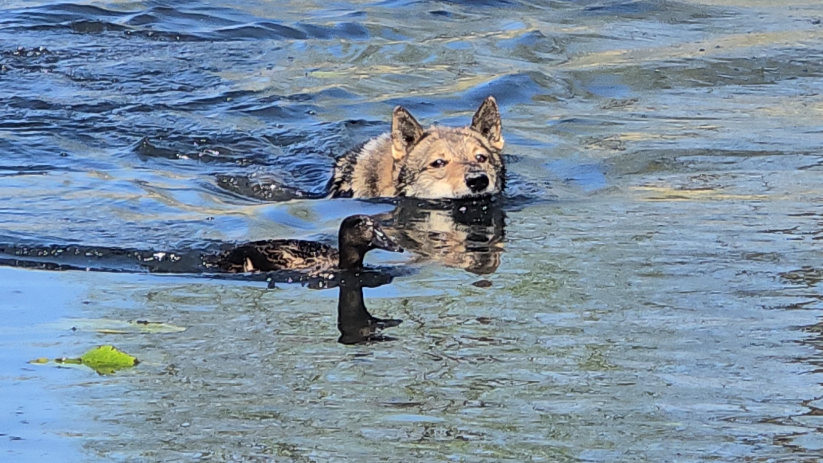 Поймать любой ценой