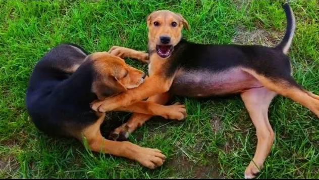 Щенки - русские гончие  Лада 3 мес. , Аргон и Майя 2 мес. вл. Шатров В.А.#охотасгончей#топ #hunting