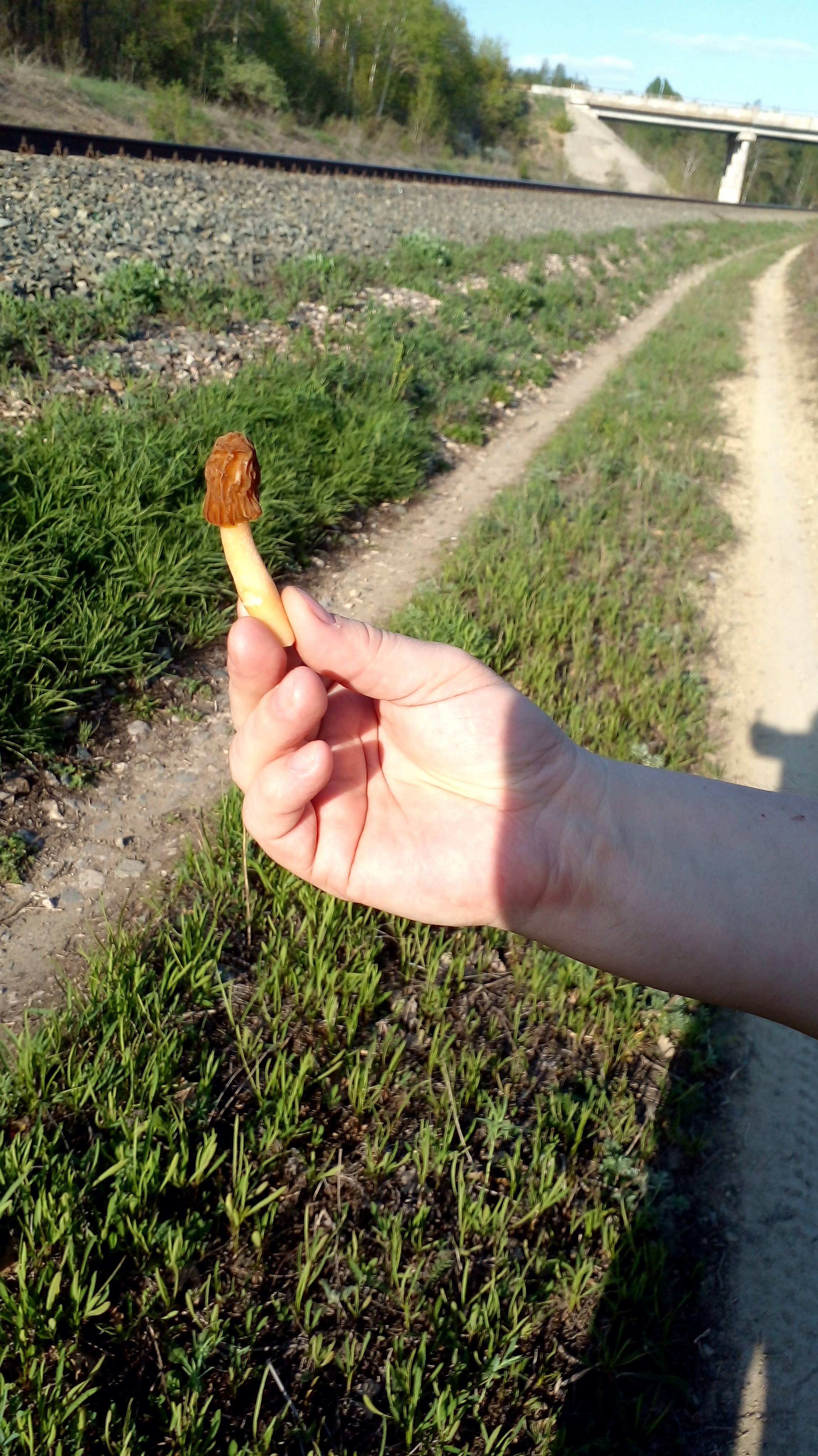 Сморчковая Шапочка-2025