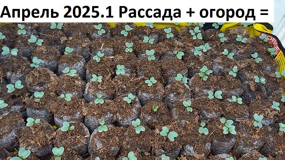 Апрель 2025 серия №1 Рассада- огород. Природное земледелие.