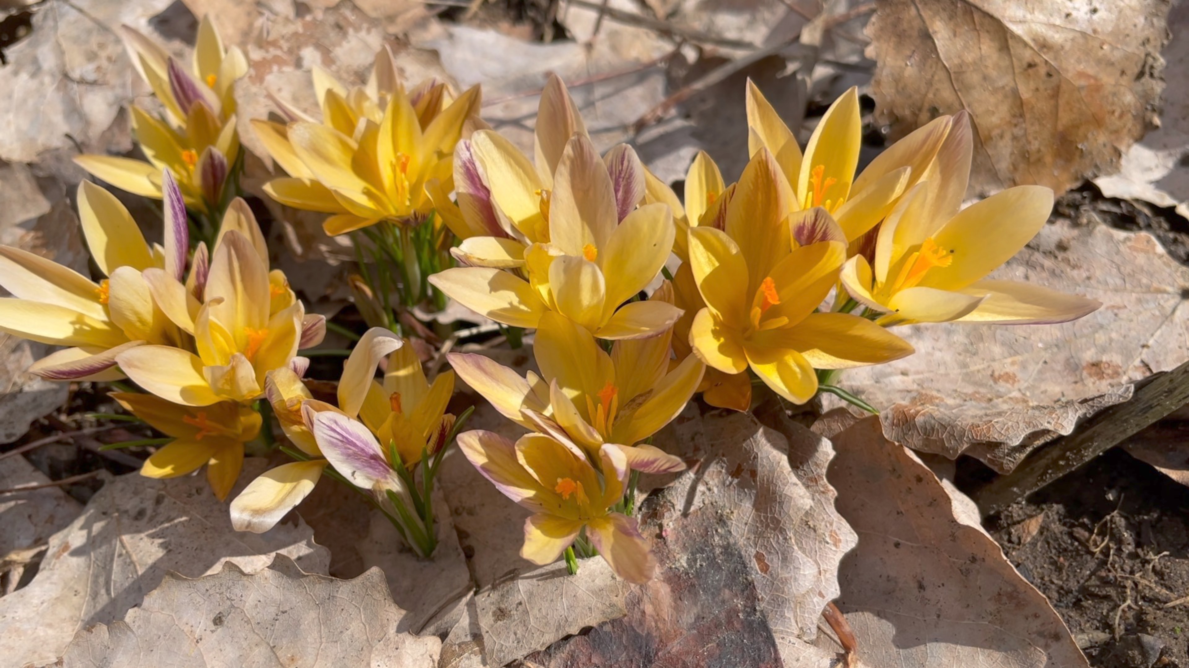 Апрель в Саду 15 апреля 2025