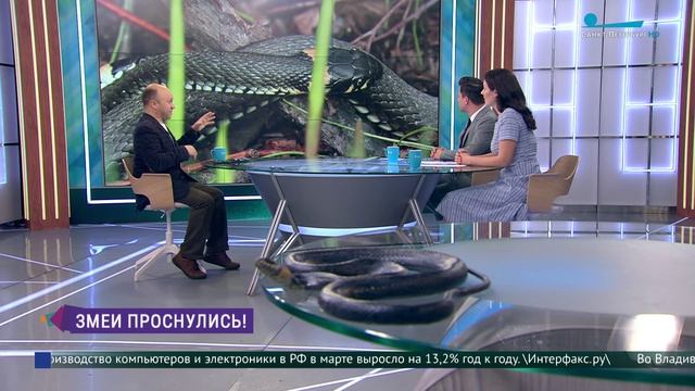 Змеи проснулись! Правила безопасных прогулок на природе