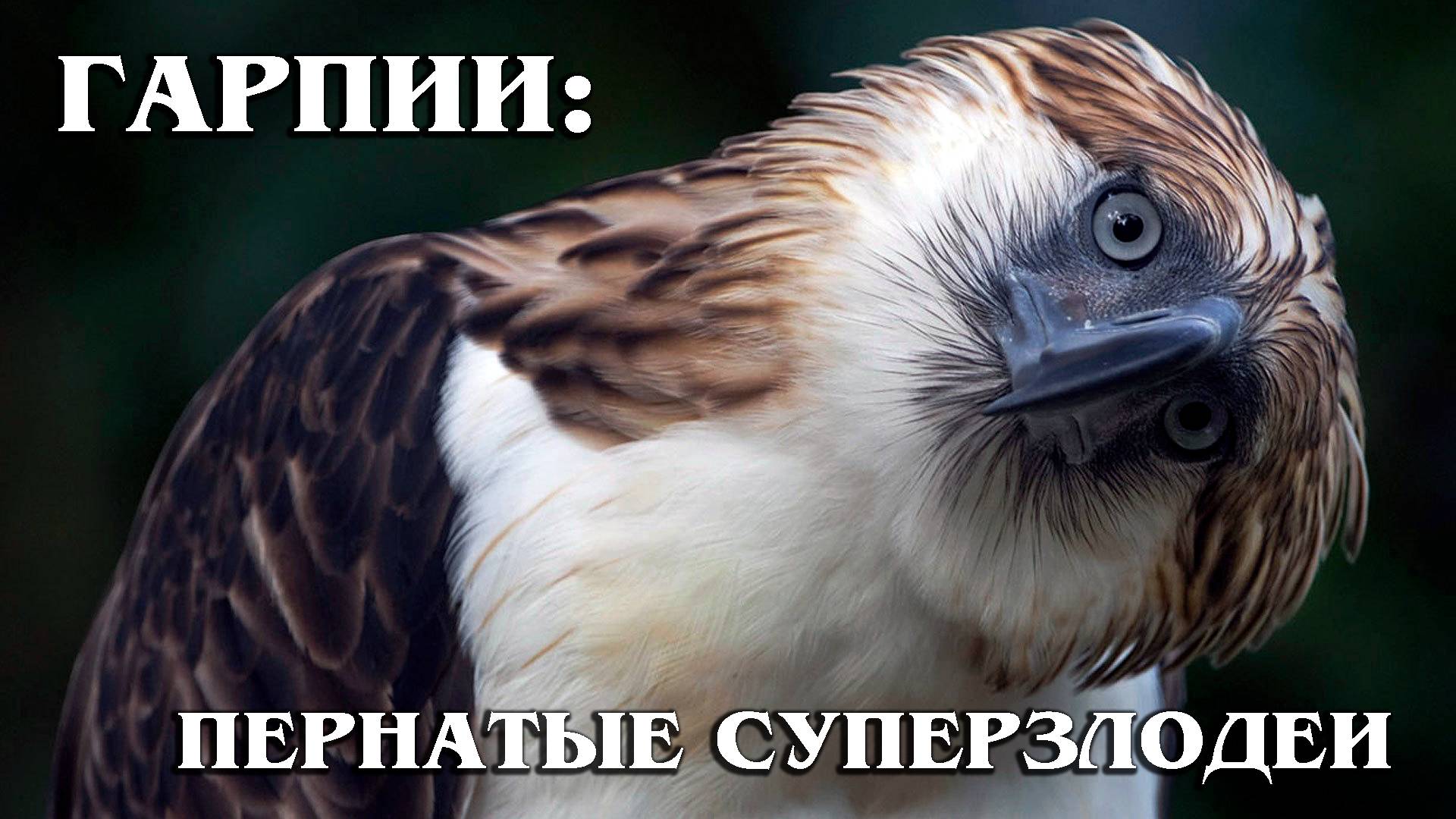 Гарпия: Крупнейшая Хищная Птица | Интересные факты про орлов
