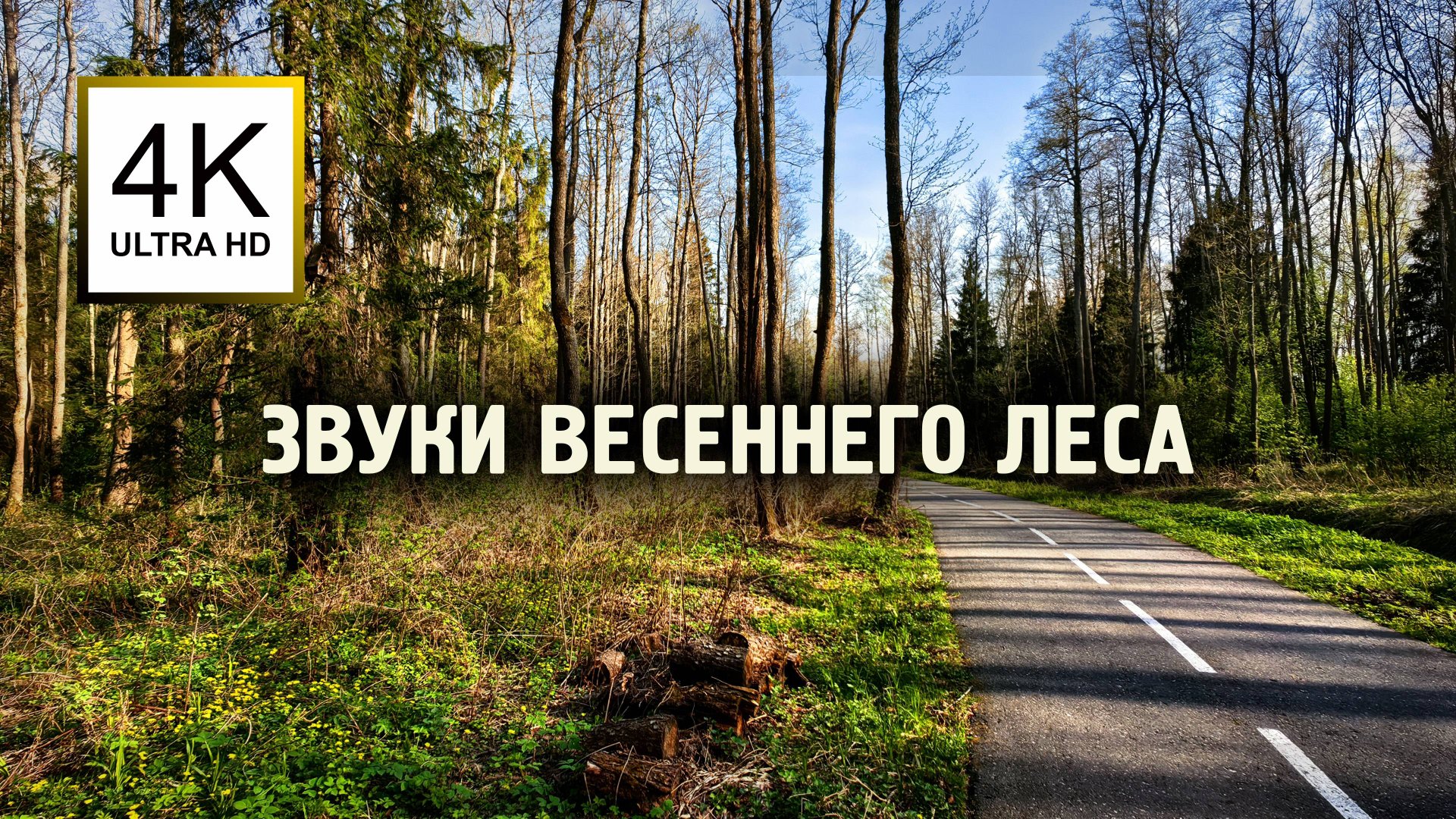 Асмр прогулка по Ямскому эмбиент лесу 🌿 Птицы, шелест листьев +20°C | Завидово | Релакс медитация