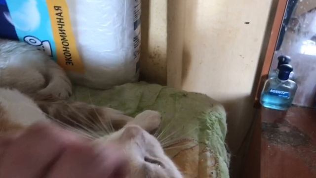 Барсик кушает сам. Приехала кошка Ваниль