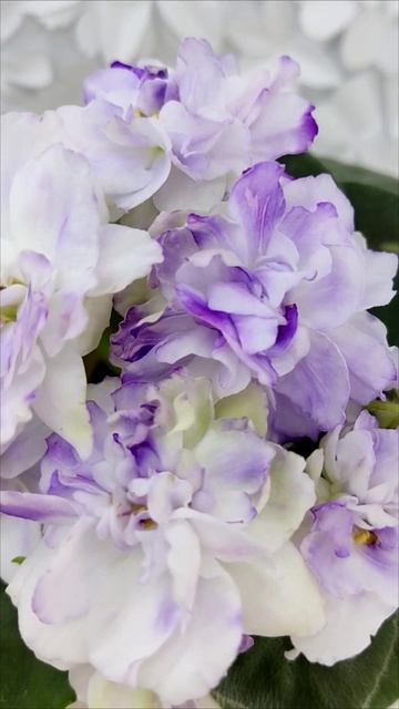 Фиалка АВ-В Краю Единорогов