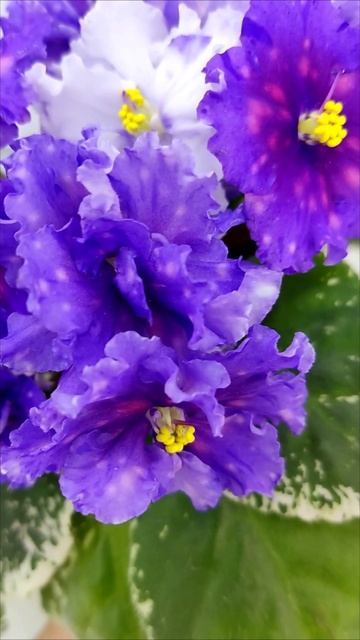 Фиалка Nik-Сокровище Каравана