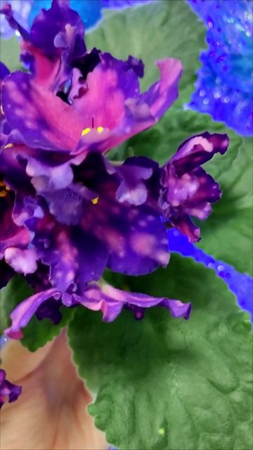 Фиалка РС-Метагалактика