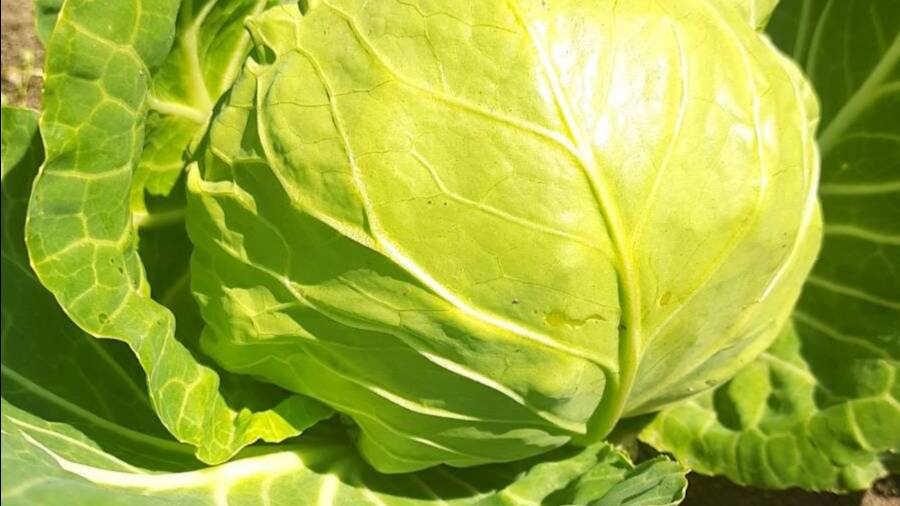 КАПУСТА САЛАТНАЯ на ЗИМУ с БОЛГАРСКИМ ПЕРЦЕМ