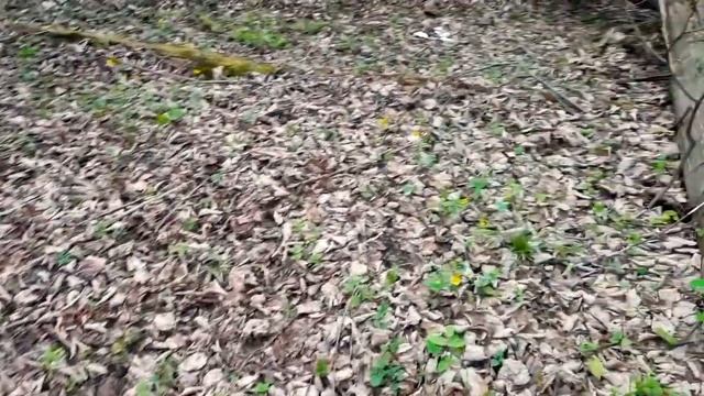 ГРИБЫ  сморчки или  строчки нашли в лесу