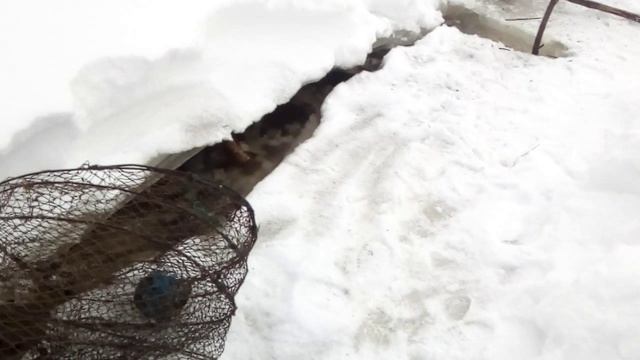 Ставлю Фитили