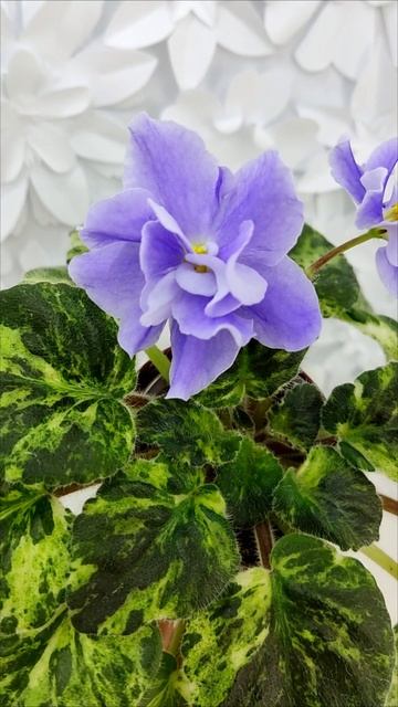 Фиалка Huckleberry