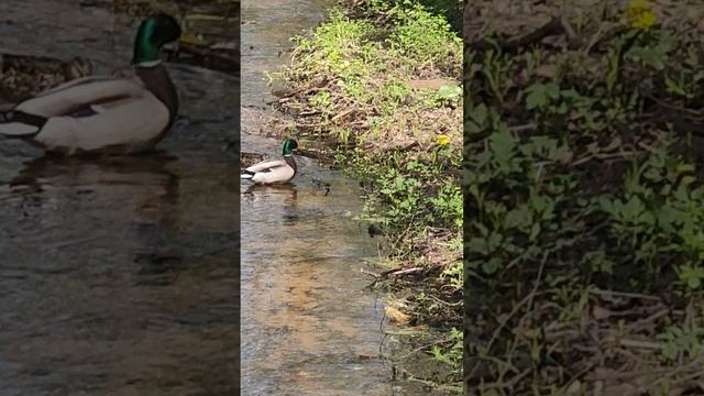 Чёрная речка /  Уточки кря-кря / Достопримечательности города Дубна  /  #12