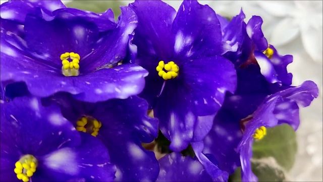 Фиалка Rivermist Galaxy